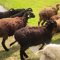 Продам февральских ягнят на племя , есть выбор. порода курдючная. Эдильбай + Гиссар . Продажа то