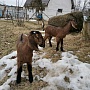 Продам двух 93.75% англо-нубийских козочек. Родились 18.02.2022 в тройне. Обезрожены, витаминизи