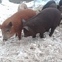 Продаются поросятяа, мама кармал, папа венгерская мангалица, 9 недель, кушают самостоятельно, кр