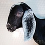 Продаём англо-нубийских 93, 75% козочку и козлика. Родились 30 сентября 2023. Проколоты витамин