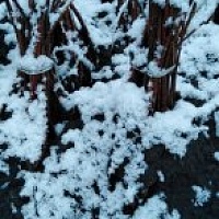 Малина  ремонтантная Хэритэдж саженцы 