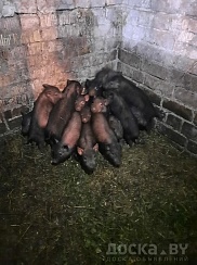 Продам вьетнамских поросят. Привиты, проглистованы, кастрированы. Едят всё, не привередливы.
