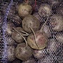 Домашний картофель 5+. Чистый, без парши и проволочника, сорта: Королева Анна, Бриз и Гала.