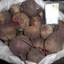 Домашний картофель Королева Анна, супер качество. Выращен Строго Без Химикатов. Без всяких б
