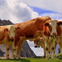 Закупаем каров, быков, лошадей, жывым и убойным весом по РБ.