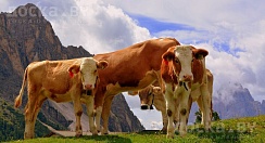 Закупаем каров, быков, лошадей, жывым и убойным весом по РБ.