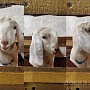 Продаётся англо-нубийский 92, 5% козёл по кличке Персей (Фото 1-7). Продаётся дешевле, чем пок