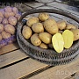 Продам излишки своего картофеля. Выращиваем для себя, остальное продаем. По вкусу и качеству кар