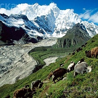 Купим лошадей, жеребят живым и убойным весом , вынужденный убой , дорез .Самовывоз.