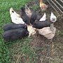 Продам вьетнамских поросят (папа и мама крупные вьетнамцы). Кушают уже сами. При покупке от 3 шт