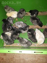 Продаю цыплят (возраст 1-7 дней) с деревенского подворья, здоровые и шустрые. Порода "доминант"