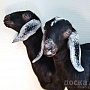 Продаём англо-нубийских 93, 75% козочку и козлика. Родились 30 сентября 2023. Проколоты витамин