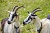 Альпийская