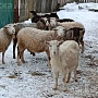 Продам молодую ухоженную котную спокойную козу все вопросы по телефону