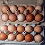 Яйцо инкубационное от домашних кур-несушек породы: Чешский Доминант, Хайсекс(браун), мешанка Дом