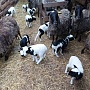 Племенное Кфх "Волчья радость" предлагает молодняк породы дорпер 50% (кроссы). Цена за одного 35
