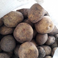 Свой домашний картофель Скарб, супер качество. Выращен Строго Без Химикатов. Без всяких боле