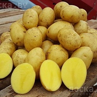 Продам картофель с частого подворья. Сорт (Бриз, Улодар). Доставка от 30 кг. Цена за кг, 1р10 ко