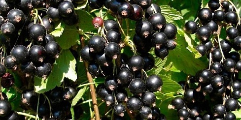 Черная смородина