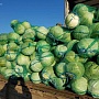 Выращивали для себя на своем участке в Гродненской области. Урожай в этом году отличный. Кар