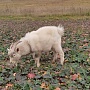 Продается козлик молодой, от очень хорошей козы. Дружеский, не дерётся, приучен к привязи. Звони
