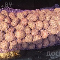 Картошка сорта Королева Анна. Один из самых вкусных сортов. Домашняя картошечка со своего учас