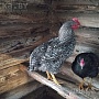 Яйцо инкубационное от домашних кур .