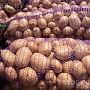 Продается картофель сорта Уладар, Гала и Королева Анна. Обладает отличными вкусовыми качествами,