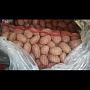Бесплатная Доставка в Пятницу-05.01 прямо в квартиру. Белорусские сорта: Скарб - внутри жёлта