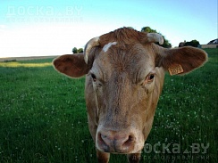 Закупаем каров быков лошадей жывым и убойным весом по РБ производим дорез в любое время суток