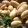 Картофель сорт "Королева Анна" поздний сорт отлично для хранения. Картофель средний не мелкий,