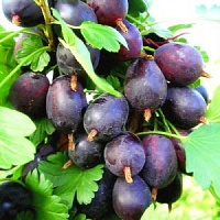 КРЫЖОВНИК БЕСШИПНЫЙ ГРУШЕНЬКА 