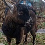 Породистый Альпийский козлик. Хорошая молочная линия. Мама коза 3м окотом на пике 6 л. С длинным