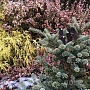 Бересклет Форчуна – вечнозелёный, декоративный кустарник, который используют в качестве почвопок
