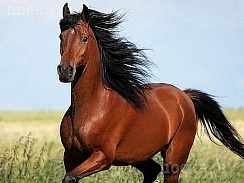 Куплю лошадь (лошадей) Вся информация по телефону . Выезд возможен в любую область рб