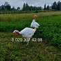 Продам домашнюю индюшатину, мясо индейки, индюков