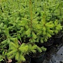 Продаём ель голубую (picea pangens), сорт Glauka Misti Blue, с закрытой корневой системой. Это в