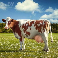 Закупаем быков, коров, телят от 50 до 100 кг. Очень дорого. Работаем с частниками и с организаци