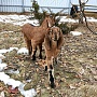 Продам 100% англо-нубийскую козочку. Родилась 16.02.2022.Обезрожена , витаминизирован, выпаивает