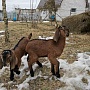 Продам двух 93.75% англо-нубийских козочек. Родились 18.02.2022 в тройне. Обезрожены, витаминизи
