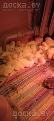 Продам гусят порода Линда(яйцо Россия)вылуп 21.04.А также индюшата хайбрид конвертер (Канада)нед