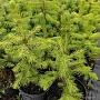 Продаём ель голубую (picea pangens), сорт Glauka Misti Blue, с закрытой корневой системой. Это в
