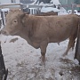 Продам быка 1.2г. 500+