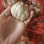 Продаётся чеснок, крепкий, хороший, перебран, вкусный.