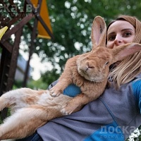 Питомник Royalbunny предлагает к продаже чистопородных кроликов породы Бургундский. Родители от