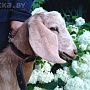 Продаём англо-нубийского 75% козлика. Родился 9.03.2022. Комолый. Рыжего окраса, лунно-пятнистый