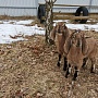 Продам 100% англо-нубийского козлика со справкой о происхождении и копиями документов на предков
