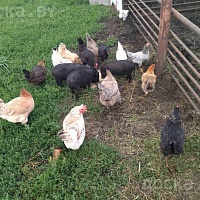 Продам вьетнамских поросят (папа и мама крупные вьетнамцы). Кушают уже сами. При покупке от 3 шт