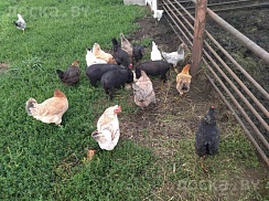Продам вьетнамских поросят (папа и мама крупные вьетнамцы). Кушают уже сами. При покупке от 3 шт