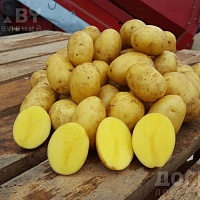Домашний картофель Королева Анна, супер качество. Выращен Строго Без Химикатов. Без всяких б